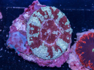 Scolymia