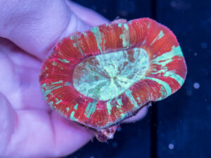 Trachyphyllia
