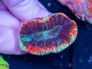 Trachyphyllia