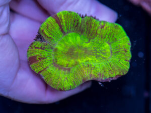 Trachyphyllia