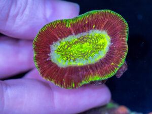 Trachyphyllia