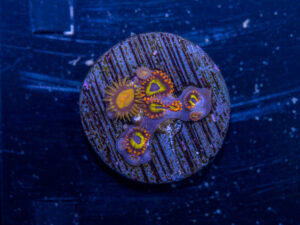 Zoanthids - BBEB