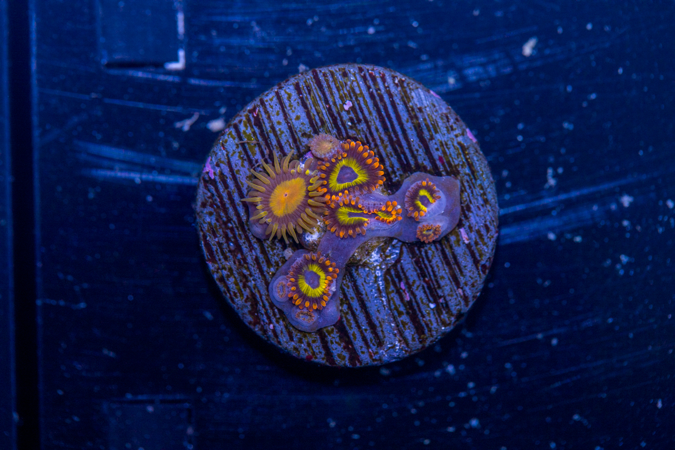 Zoanthids - BBEB 1 Zoanthids - BBEB