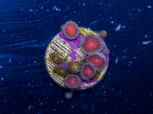 Zoanthids - Dragon Eye