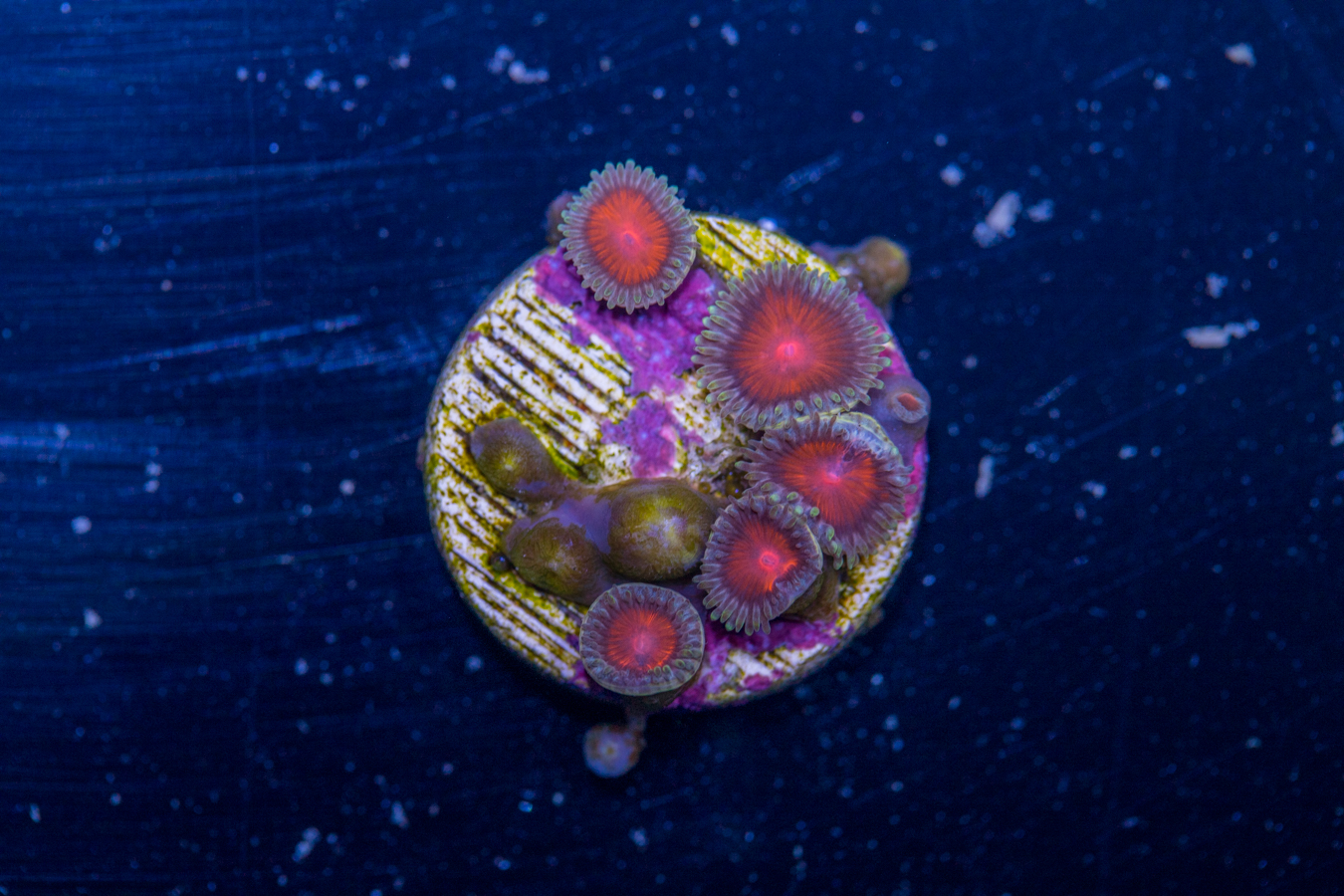 Zoanthids - Dragon Eye 1 Zoanthids - Dragon Eye