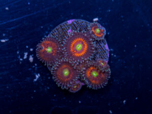 Zoanthids - Everlasting Gobstopper