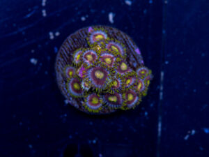 Zoanthids - Green Dragon