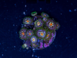 Zoanthids - Pinwheel