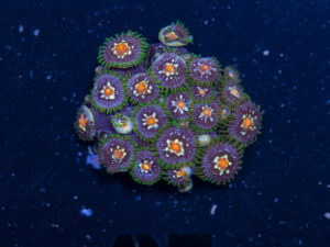 Zoanthids - Pinwheel
