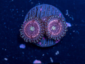 Zoanthids - Pink Zipper