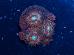 Zoanthids - Magician