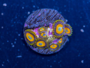 Zoanthids - LA Laker