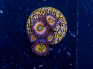 Zoanthids - Peach Infusion