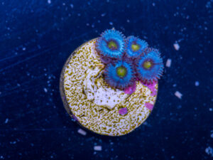 Zoanthids - AOI