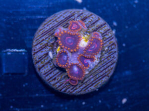 Zoanthids - Red Hornet