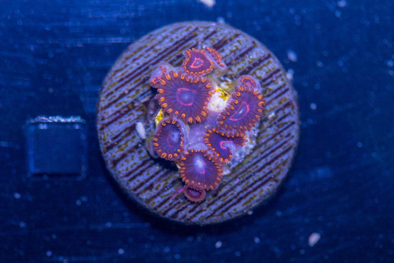 Zoanthids - Red Hornet 1 Zoanthids - Red Hornet