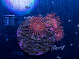 Zoanthids - Darth Maul