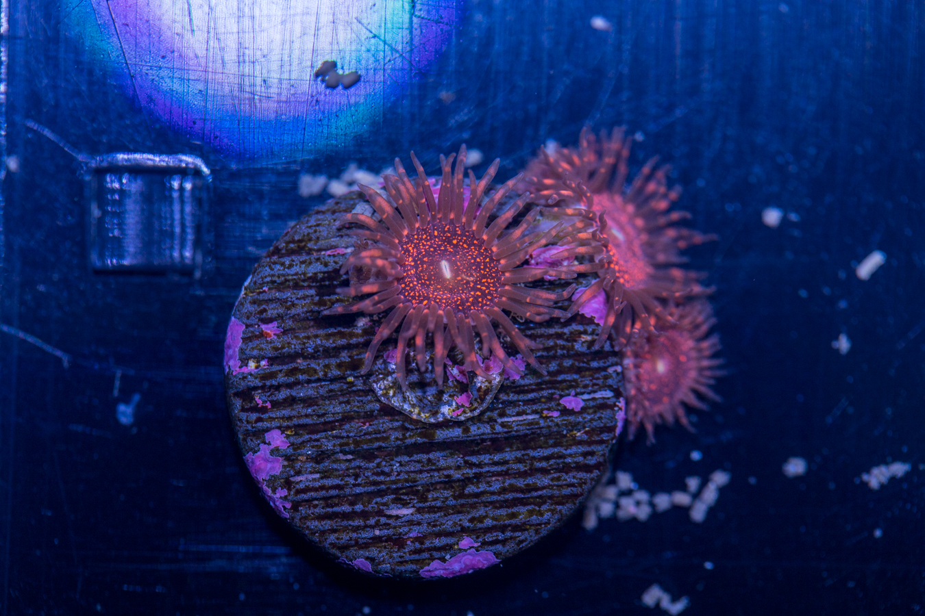 Zoanthids - Darth Maul 1 Zoanthids - Darth Maul