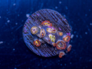 Zoanthids - Flaming Sun