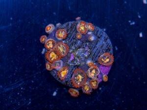 Zoanthids - Flaming Sun