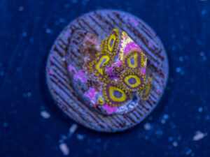Zoanthids - LA Laker
