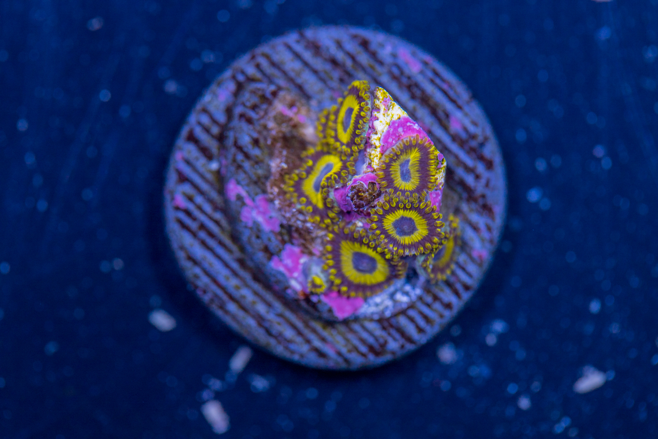Zoanthids - LA Laker 1 Zoanthids - LA Laker