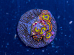 Zoanthids - BBEB