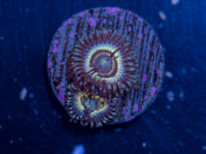 Zoanthids - Petroglyph