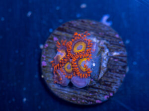Zoanthids - Fruit Loop