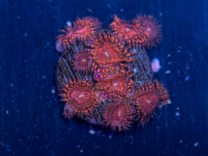 Zoanthids - Darth Maul