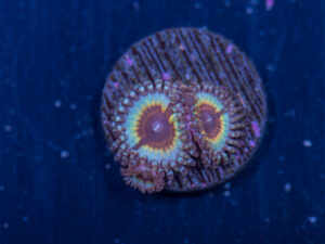 Zoanthids - Vampire In Drag
