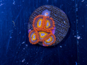 Zoanthids - Fruit Loop