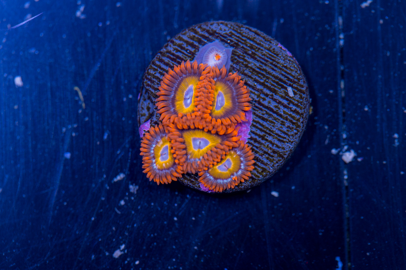 Zoanthids - Fruit Loop 1 Zoanthids - Fruit Loop