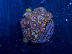 Zoanthids - Green Dragon