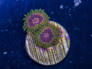 Zoanthids - Adonis