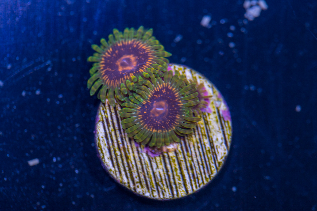 Zoanthids - Adonis 1 Zoanthids - Adonis