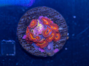 Zoanthids - Diabolique