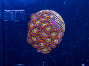 Zoanthids