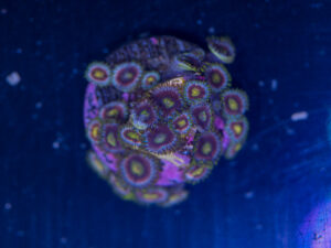 Zoanthids - Green Dragon