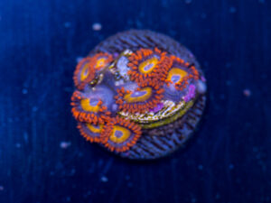 Zoanthids - Fruit Loop