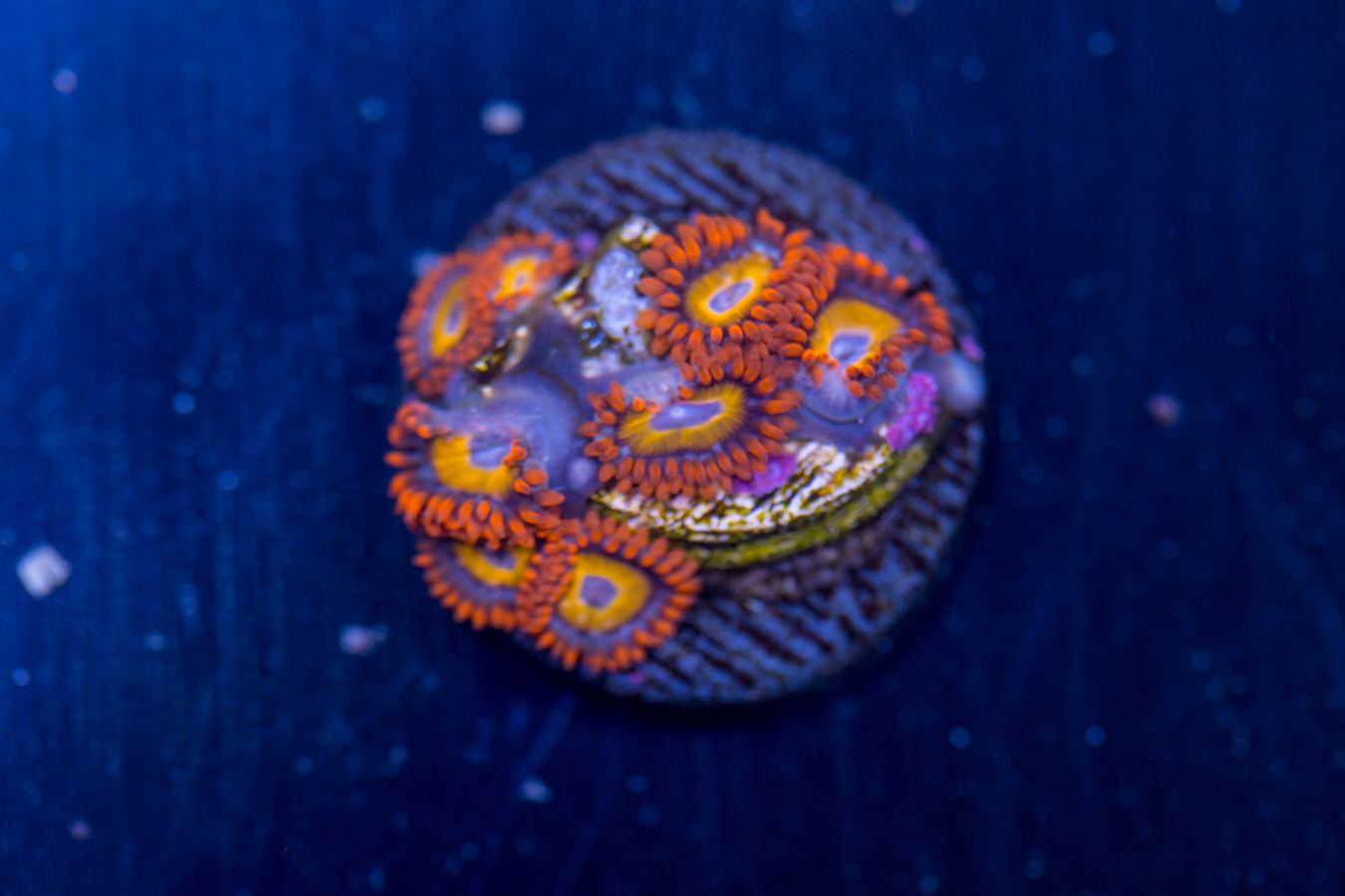 Zoanthids - Fruit Loop 1 Zoanthids - Fruit Loop