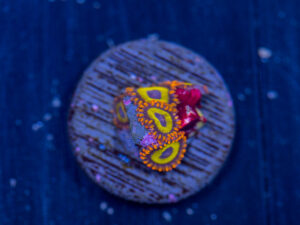 Zoanthids - BBEB