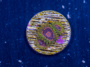 Zoanthids - Adonis