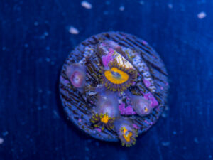 Zoanthids - LA Laker