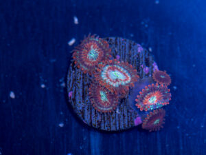 Zoanthids - Magician