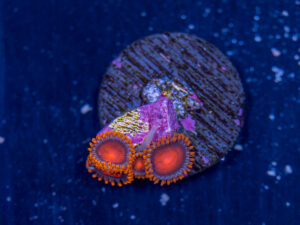 Zoanthids - Bam Bam