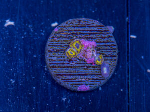Zoanthids - La Laker