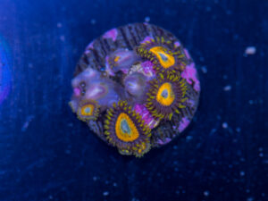 Zoanthids - LA Laker