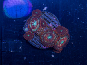 Zoanthids - Magician