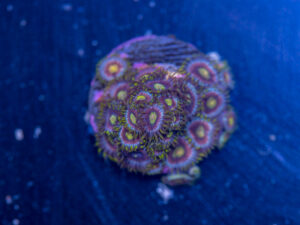 Zoanthids - Green Dragon